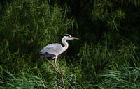 Blauwe Reiger. von Harrie Timmermans Miniaturansicht