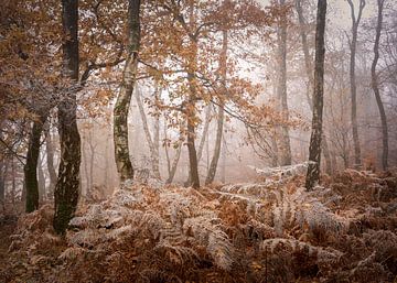 Herbstblätter in der Eiseskälte von Diana Mulder