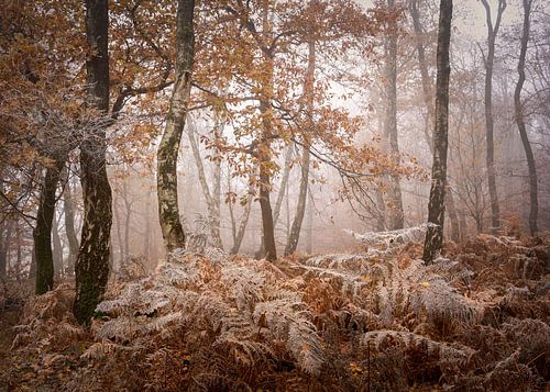 feuilles d'automne dans le froid glacial
