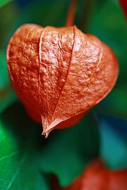 Lampionblume oder Eibenpflanze von Bert ten Brink