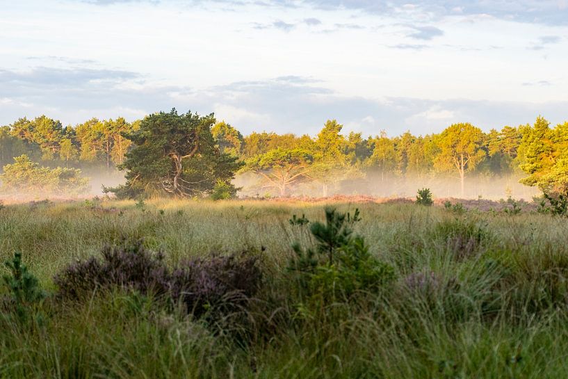 Landschap van Maaike Krimpenfort