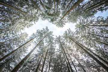 looking up in the forest by Hannes Cmarits