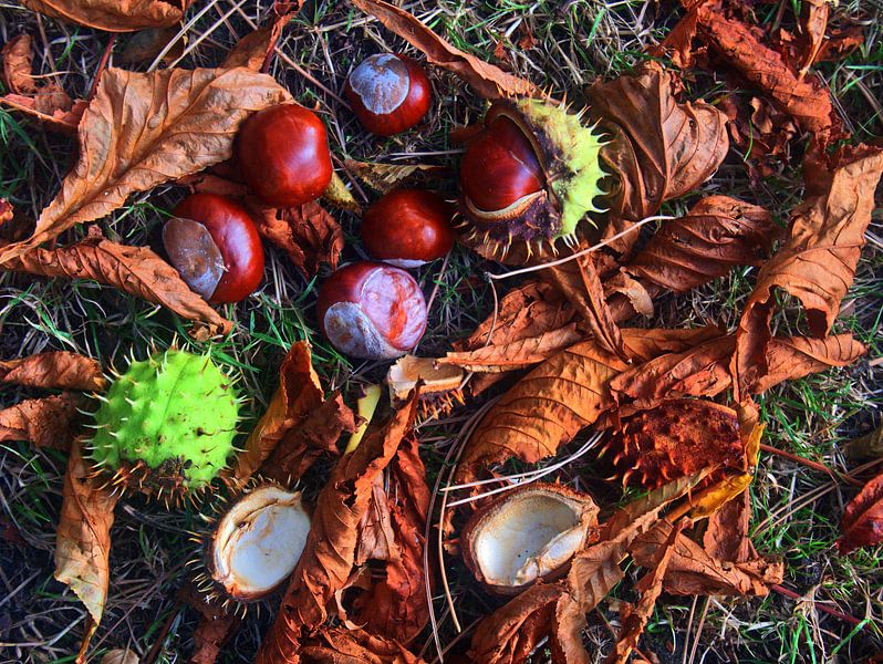 Châtaignes 2 par Edgar Schermaul