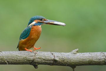 Kingfisher with large fish by Remco Van Daalen