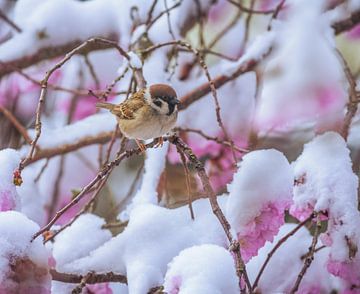 Mus op een besneeuwde bloeiende kersenboom van ManfredFotos