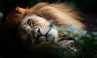 Leeuw - Lion - Löwe