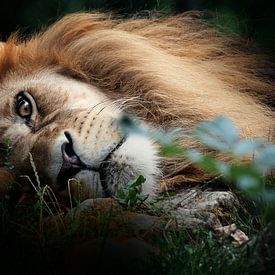 Lion sur Eric Sweijen