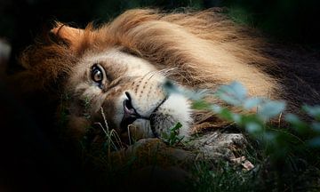 Leeuw - Lion - Löwe van Eric Sweijen