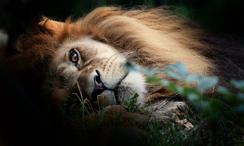 Lion von Eric Sweijen