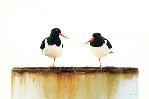 Oystercatcher on one leg
