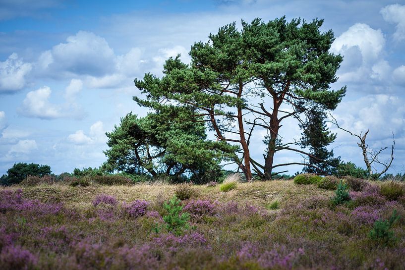 Kalmthoutse Heide par Elly Damen