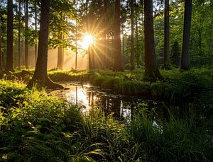 Goldenes Sonnenlicht im Wald, Gouden zonlicht in het bos