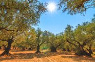Olivenbäume in Zakynthos von Dennis van de Water Miniaturansicht