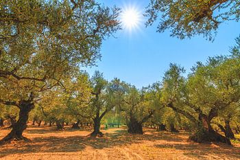 Olijfbomen Zakynthos
