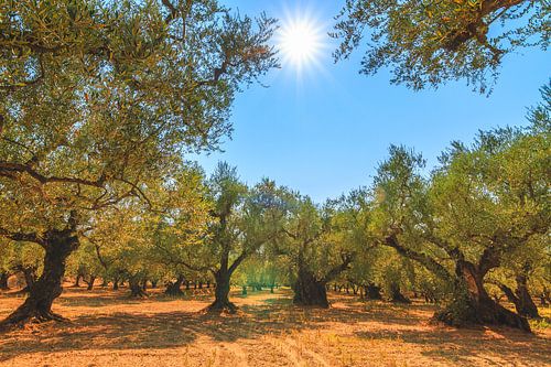 Olivenbäume in Zakynthos von Dennis van de Water