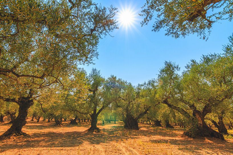 Olivenbäume in Zakynthos von Dennis van de Water