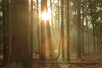 Radingse Sonnenstrahlen 1