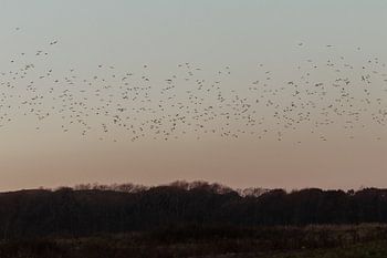 Schotse Hooglanders in de Nederlandse Duinen