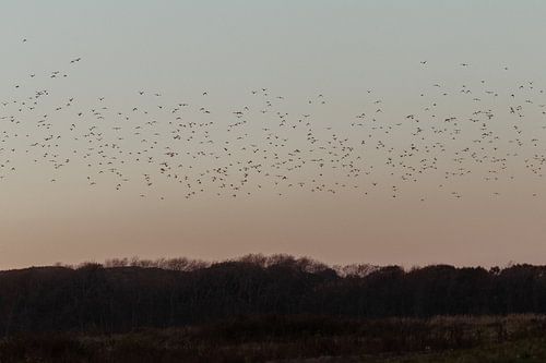 Les Highlanders écossais dans les dunes néerlandaises