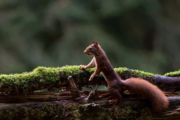 Neugieriges Eichhörnchen von Anjella Buckens