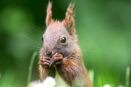 Eichhörnchen von Alena Holtz