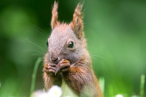 Eichhörnchen