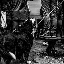 Chien patient sur Tim Briers