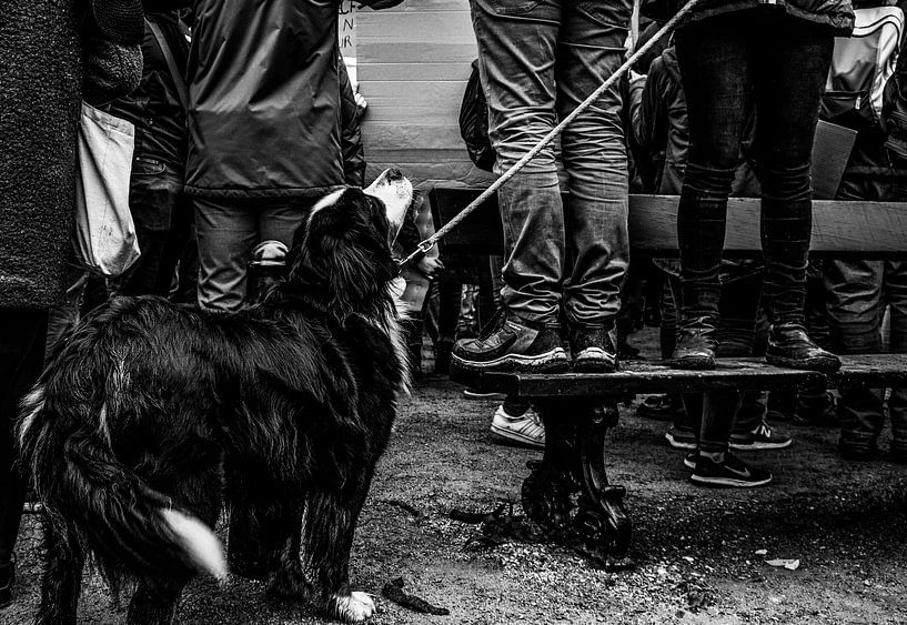 Patient dog by Tim Briers