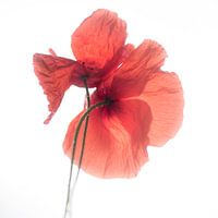 Poppy love
