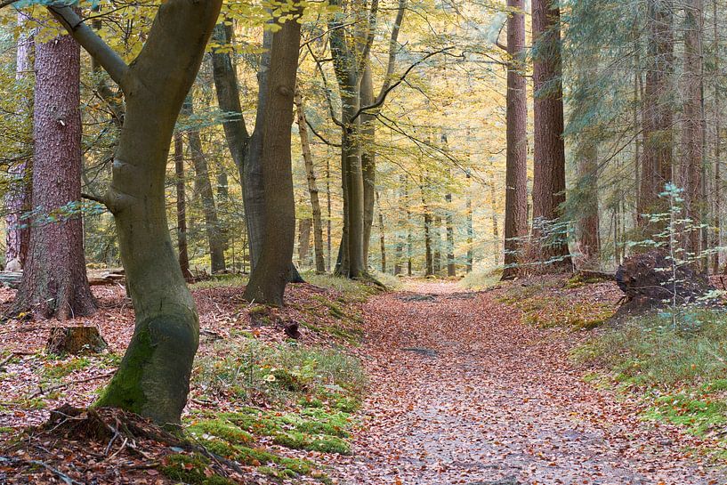 The crooked tree trunk by Cor de Hamer