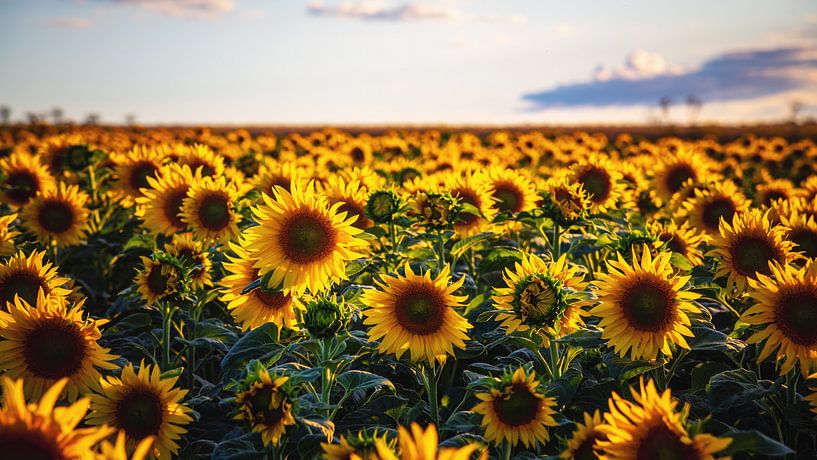 Champ de tournesol par Steffen Gierok