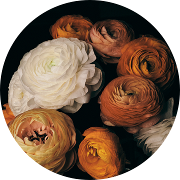 Ranunculus, FiguraNYC Photography van 1x