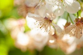 Kirschblüte, rosa blühend von Gaby Hendriksz