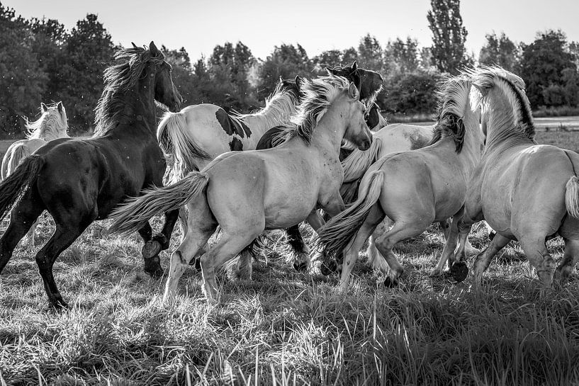 Horsepower van Natasja Claessens