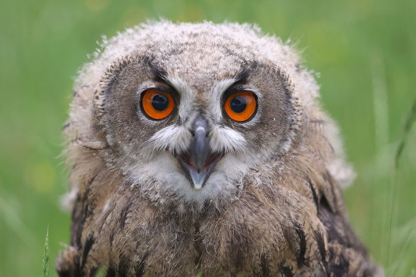 Grand-duc d'Europe (Bubo bubo) par Ronald Pol