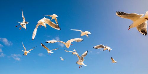 Meeuwen op het strand van Usedom