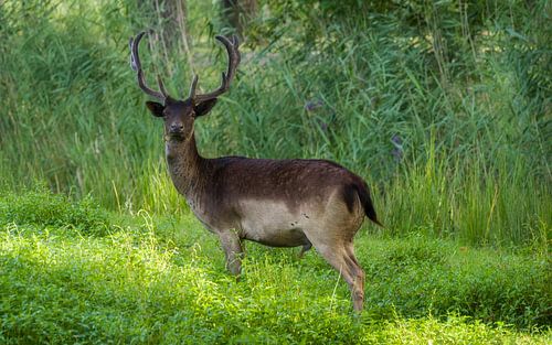 Verrast om een fotograaf te zien