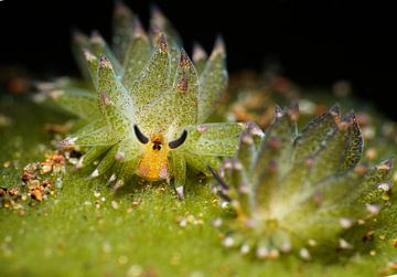Groene Costasiella kuroshimae zeeslak (nudibranch) met baby, Tulamben, Bali, Indonesië