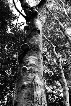 Bouleau, arbre avec des champignons sur Janny Schilderink......Atelier "de Tuute "