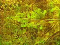 Abstracte groene bladeren