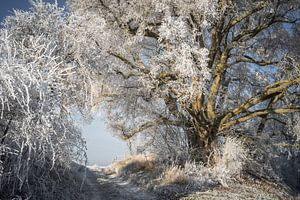 Linde im Winterzauber