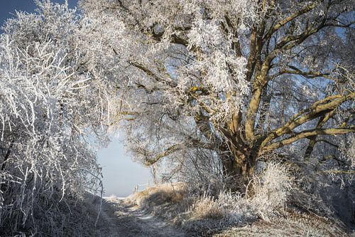 Lindeboom in winterse magie
