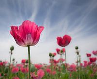Papaver