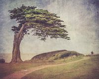 The man and the tree