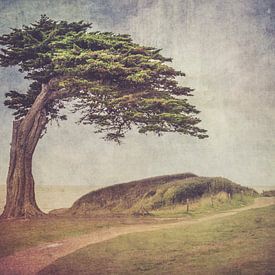 Der Mensch und der Baum von Patrick Reinquin