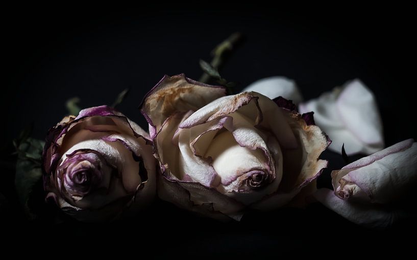 Still life 4 by Su The Dreamoffice Director