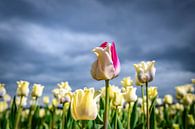 Feld mit blühenden weißen Tulpen und einer rosa Tulpe im Frühling von Sjoerd van der Wal Fotografie Miniaturansicht