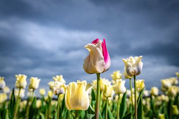 Bloeiende witte tulpen en een roze tulp in het voorjaar