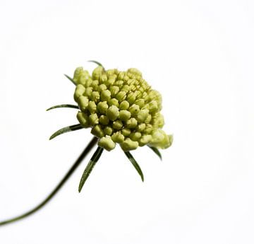 De Scabiosa van Foto Studio Labie