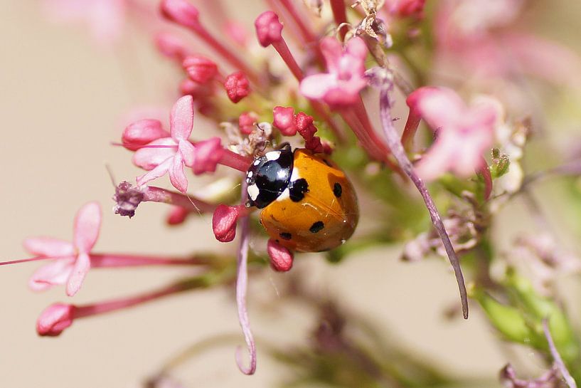 Ladybug by Willemijn
